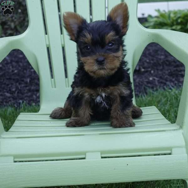 Reese, Yorkie Puppy